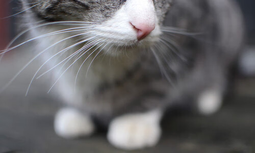 开云体育APP下载-世纪冷门！安哥拉掀翻英格兰，无名小卒加维终成关键先生