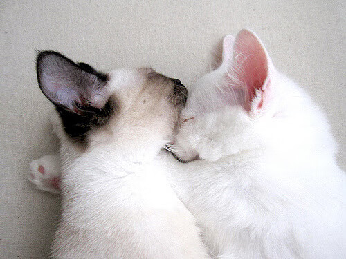 圣保罗降临,那个总决赛之夜,他亲手写就的传说