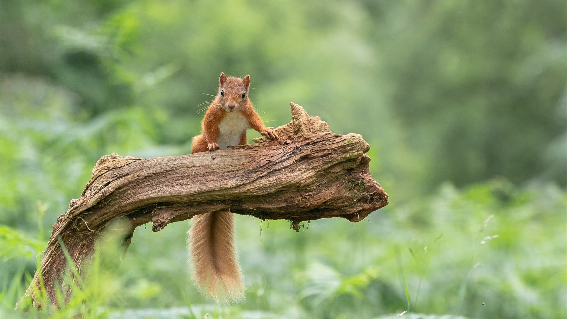 开云体育下载-楚阿梅尼打出生涯之夜，丹麦强势晋级，AC米兰的后腰引援版图正被重写