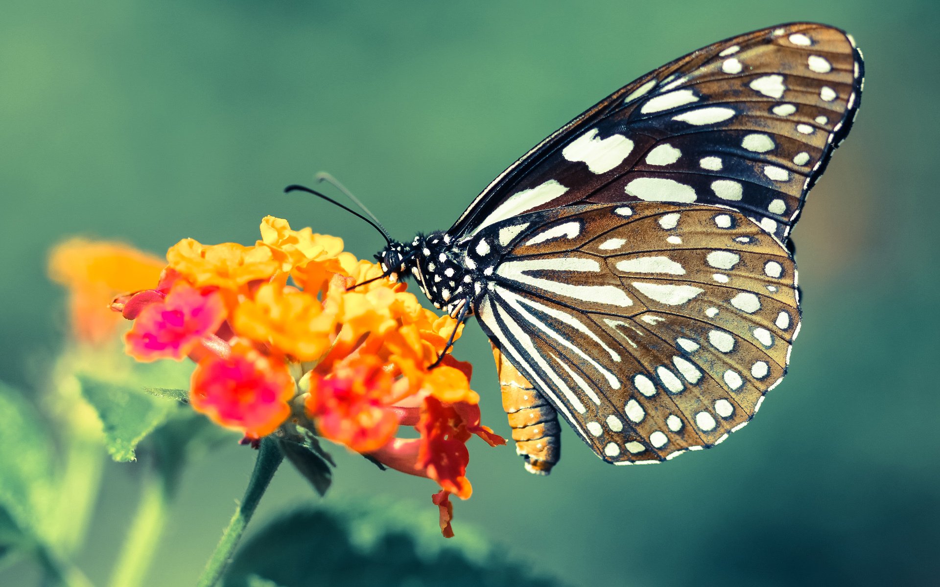 非洲雄鹰撕裂南美铁壁，若日尼奥在美加墨风暴中执棋定乾坤