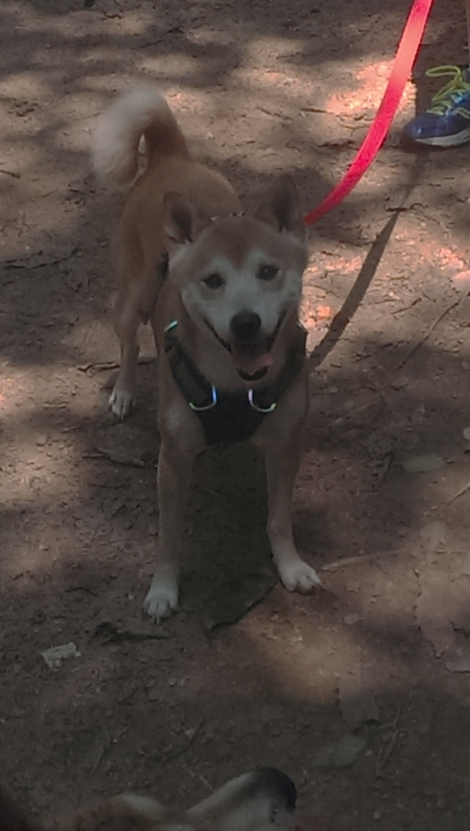 开云体育下载-火药点燃北岸花园，年度焦点战，火箭的逆袭如何撕裂东部铁幕