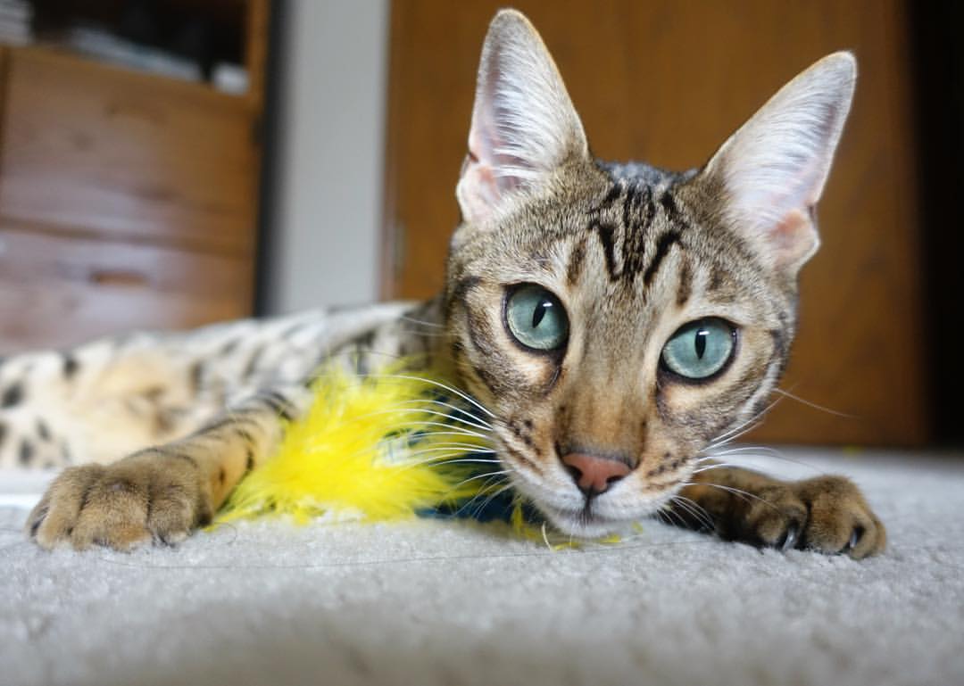 开云体育app-铁血辽宁掀翻美职篮劲旅，老将保罗一战封神