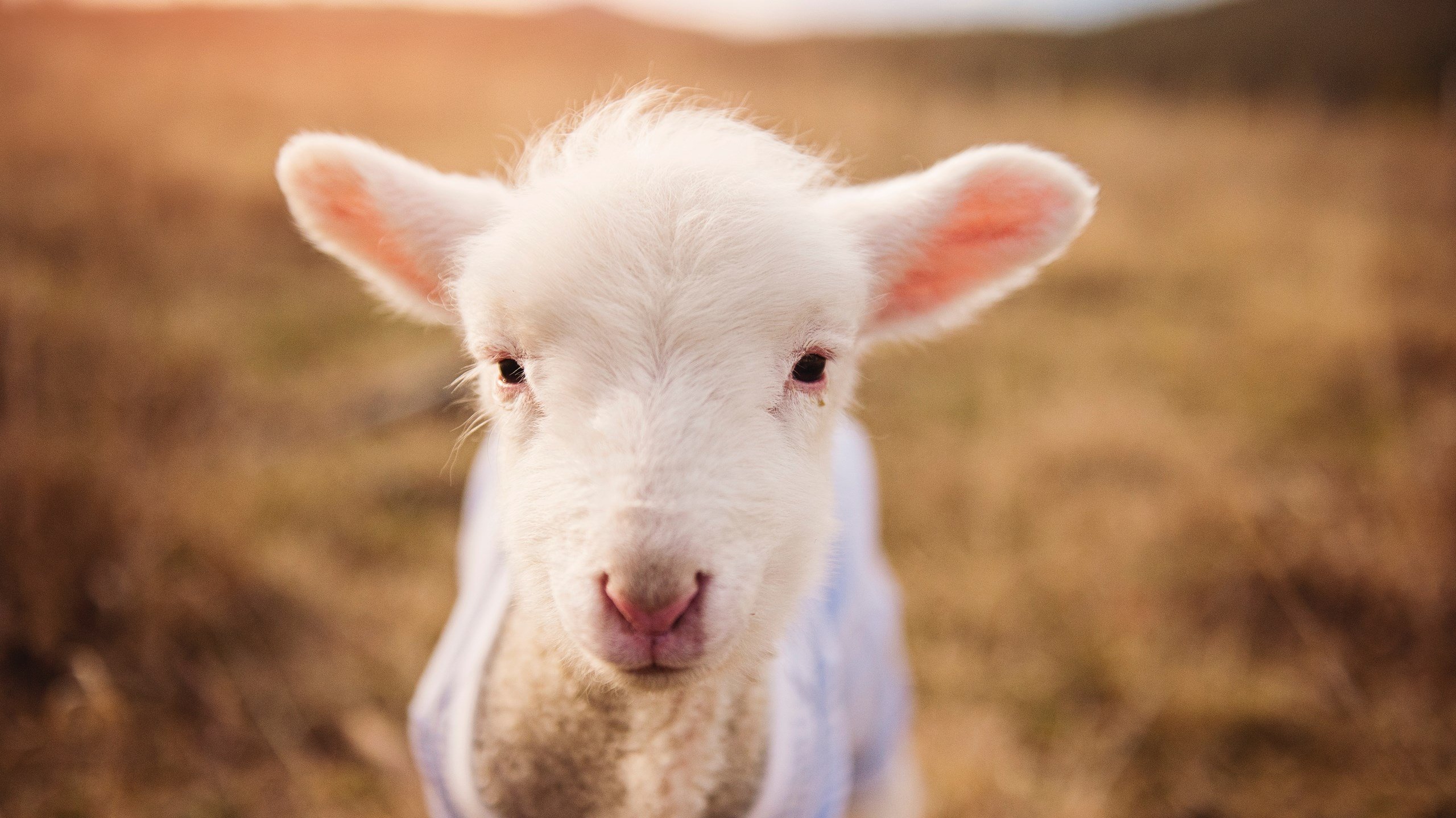 亚洲风暴席卷欧陆，三笘薰赛后评分拉满，塞维利亚战术铁蹄踏平多特蒙德