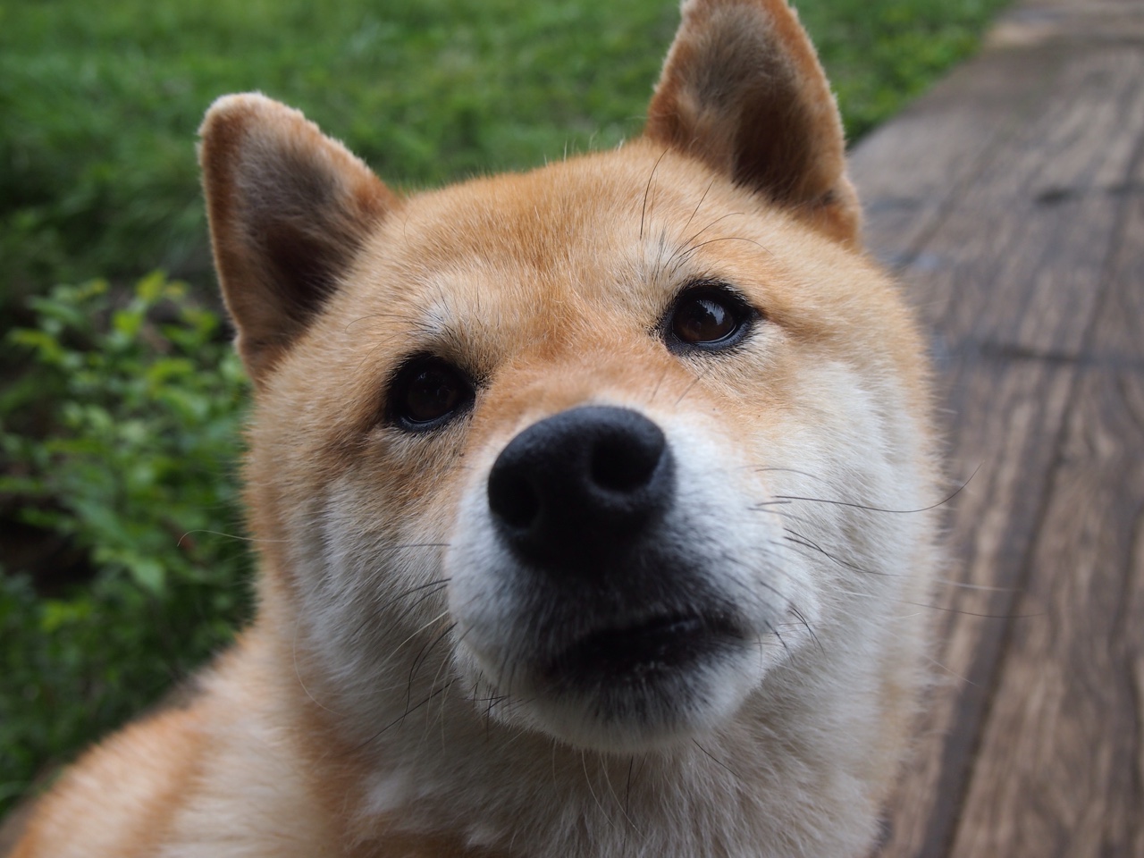 凯恩扛起全队，尼日利亚力克国际米兰，一场跨界对决的奇迹