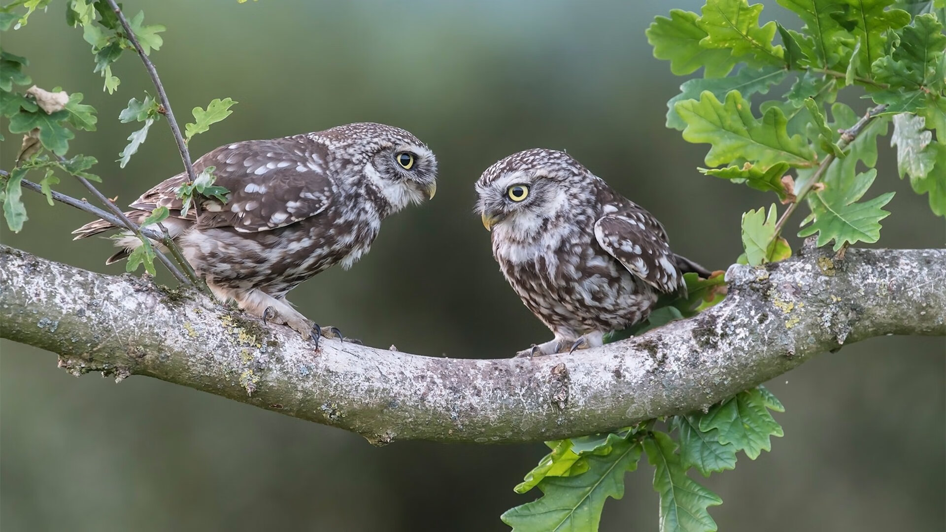铁蹄踏碎多伦多,伦纳德是如何让公牛防线彻底崩塌的?