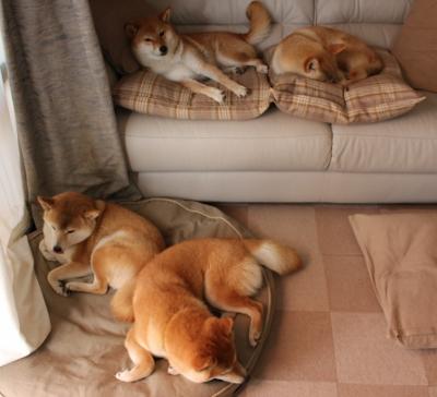 马克西统治攻防，国王压哨绝杀黄蜂