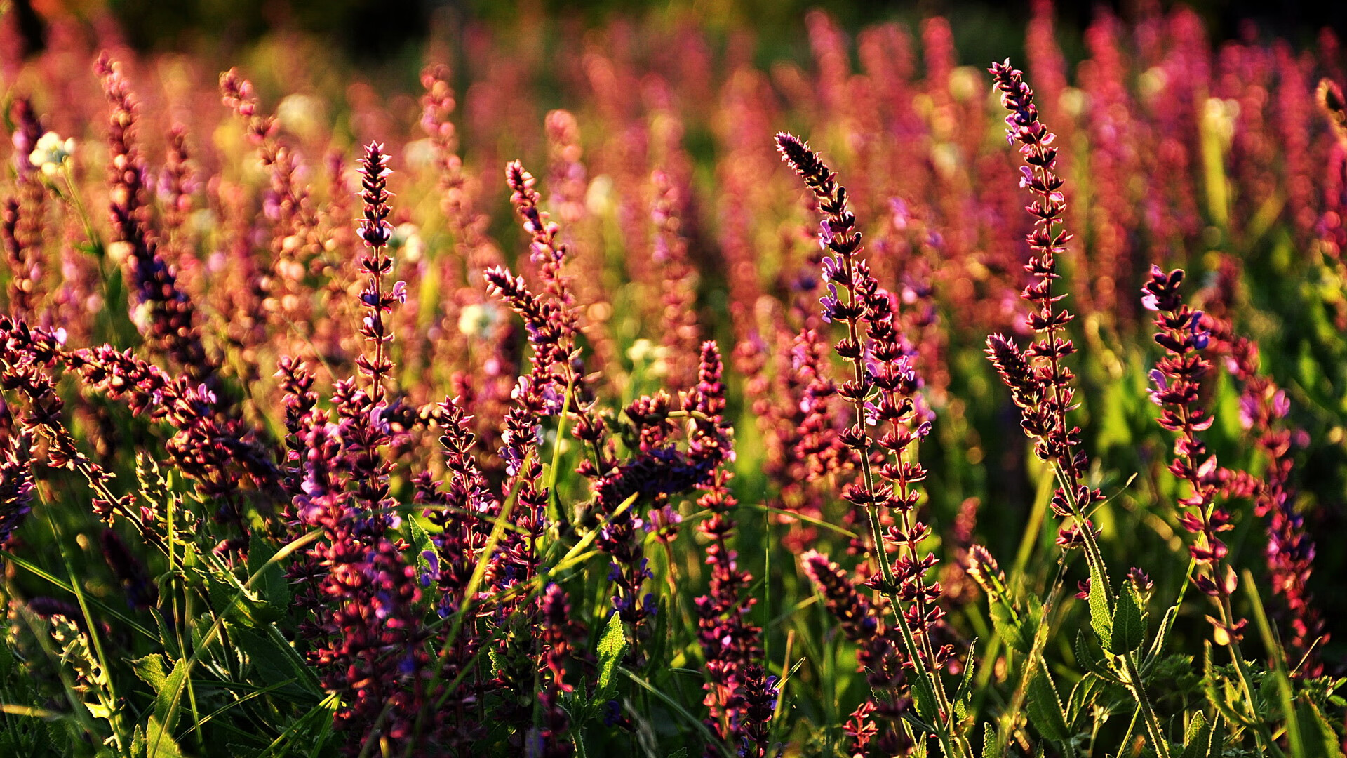 跨洋风暴！拉梅洛·鲍尔关键三双助广东队冲垮灰熊防线
