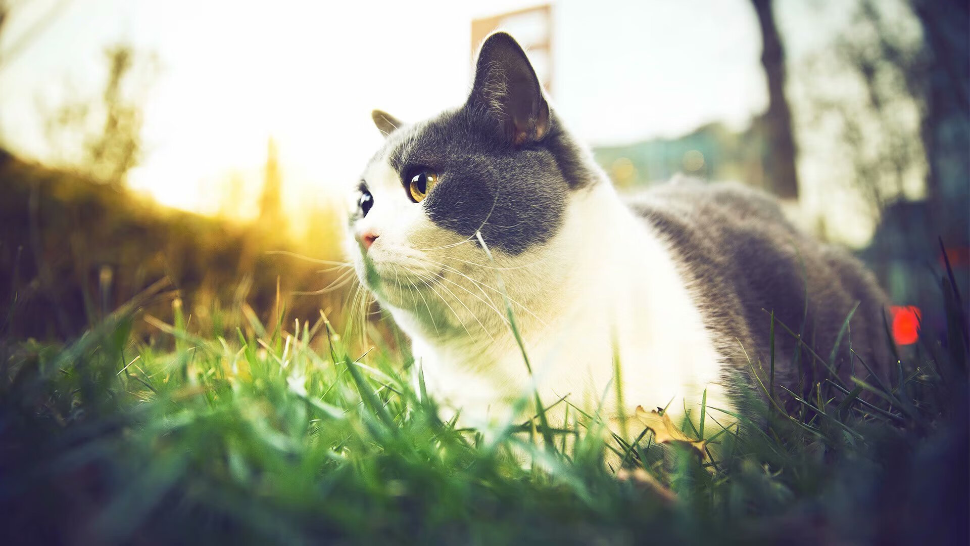 跨越赛场的主宰之力，湖人碾碎新疆显霸权，莫兰特于美加墨世界杯接管时代