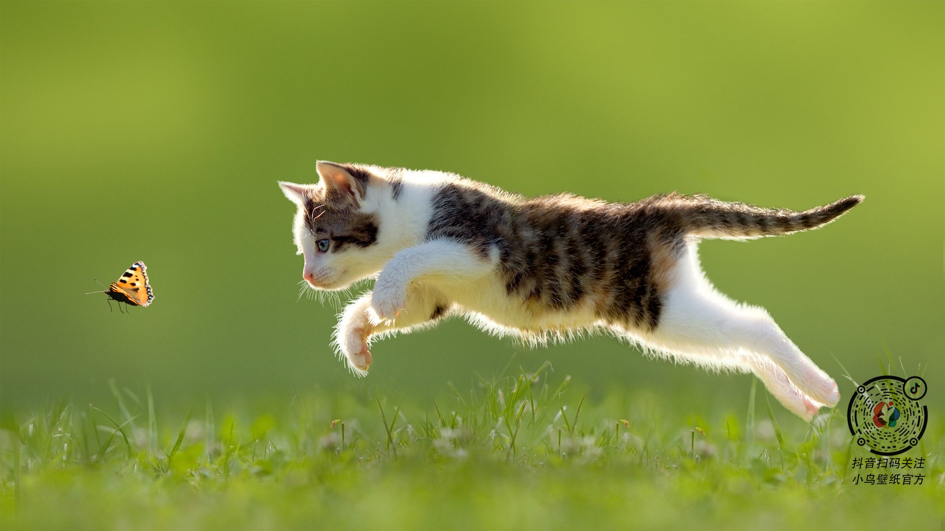 双重赛场，从NBA总决赛的全球共鸣到土耳其与塞内加尔的战略博弈