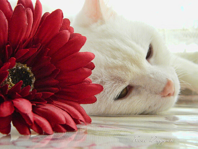 开云下载-马赛压制芬兰，三笘薰东决封神，当冷静的团队智慧遇见炽热的个人英雄主义