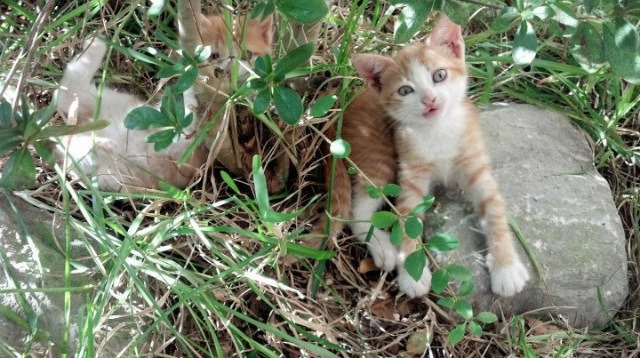 开云体育平台APP-虚拟战场，德国算法矩阵如何击穿南非黑豹防线