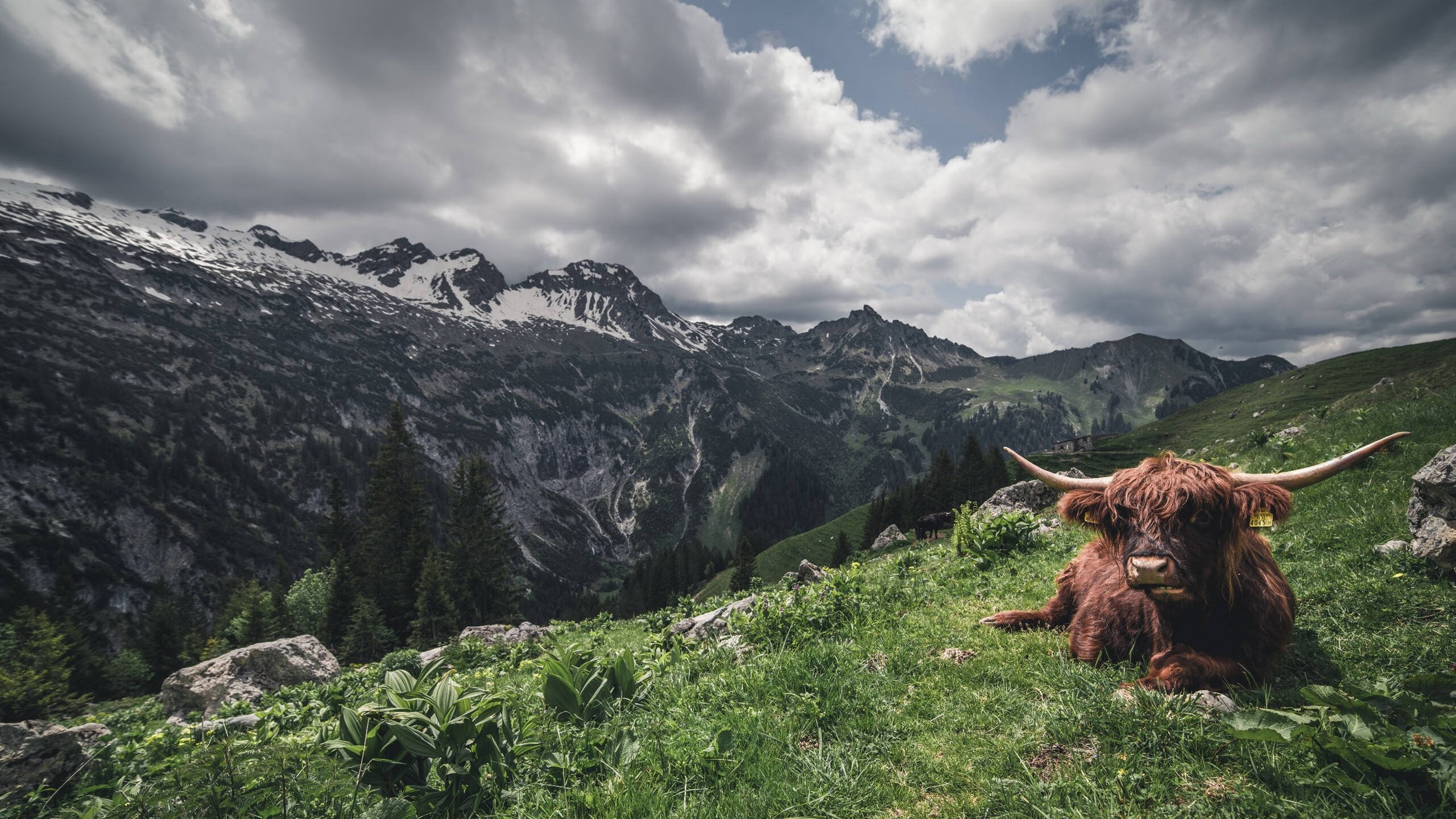 竞技巅峰,F1年度争冠焦点战与伊朗连续得分压制尼日利亚的体育传奇