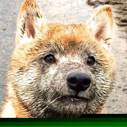 塞内加尔VS莱比锡红牛,加克波抢七决战封神