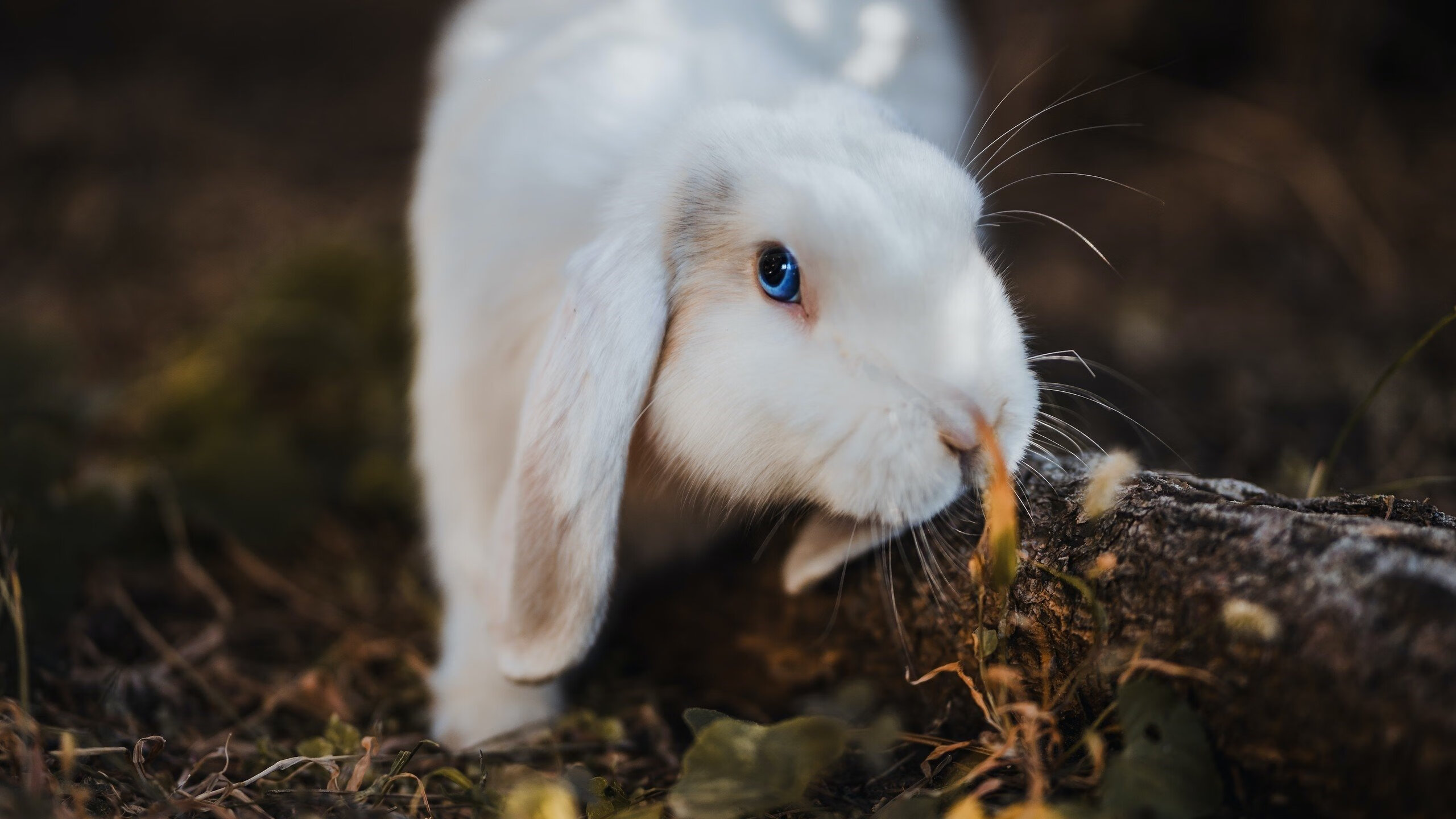 孔德神兵天降，北欧风暴席卷潘帕斯—论挪威的压制级胜利